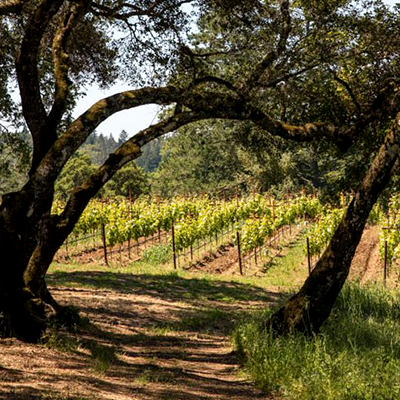 silvercloud-vineyard_400